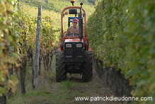 Vendange en Alsace (Grapes Harvest), Alsace, France - FR-ALS-0555 Vendange en Alsace (Grapes Harvest), Alsace, France - FR-ALS-0555