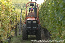 Vendange en Alsace (Grapes Harvest), Alsace, France - FR-ALS-0556