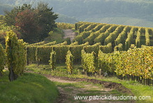Vendange en Alsace (Grapes Harvest), Alsace, France - FR-ALS-0557