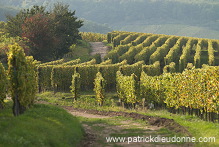 Vendange en Alsace (Grapes Harvest), Alsace, France - FR-ALS-0557 Vendange en Alsace (Grapes Harvest), Alsace, France - FR-ALS-0557