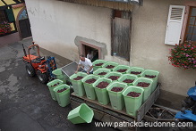 Vendange en Alsace (Grapes Harvest), Alsace, France - FR-ALS-0558