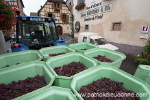 Vendange en Alsace (Grapes Harvest), Alsace, France - FR-ALS-0562