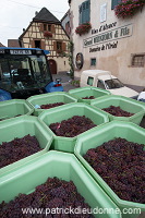 Vendange en Alsace (Grapes Harvest), Alsace, France - FR-ALS-0563