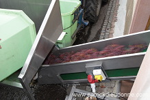 Vendange en Alsace (Grapes Harvest), Alsace, France - FR-ALS-0566