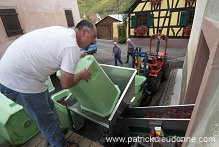Vendange en Alsace (Grapes Harvest), Alsace, France - FR-ALS-0567 Vendange en Alsace (Grapes Harvest), Alsace, France - FR-ALS-0567
