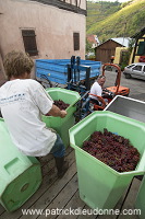 Vendange en Alsace (Grapes Harvest), Alsace, France - FR-ALS-0568 Vendange en Alsace (Grapes Harvest), Alsace, France - FR-ALS-0568