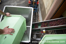 Vendange en Alsace (Grapes Harvest), Alsace, France - FR-ALS-0570 Vendange en Alsace (Grapes Harvest), Alsace, France - FR-ALS-0570