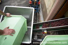 Vendange en Alsace (Grapes Harvest), Alsace, France - FR-ALS-0570