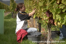 Vendange en Alsace (Grapes Harvest), Alsace, France - FR-ALS-0579