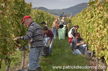 Vendange en Alsace (Grapes Harvest), Alsace, France - FR-ALS-0580 Vendange en Alsace (Grapes Harvest), Alsace, France - FR-ALS-0580