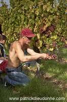 Vendange en Alsace (Grapes Harvest), Alsace, France - FR-ALS-0583 Vendange en Alsace (Grapes Harvest), Alsace, France - FR-ALS-0583