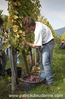 Vendange en Alsace (Grapes Harvest), Alsace, France - FR-ALS-0586