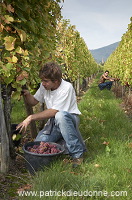 Vendange en Alsace (Grapes Harvest), Alsace, France - FR-ALS-0587