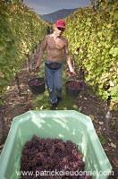 Vendange en Alsace (Grapes Harvest), Alsace, France - FR-ALS-0592