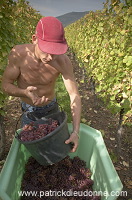Vendange en Alsace (Grapes Harvest), Alsace, France - FR-ALS-0593