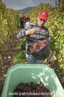 Vendange en Alsace (Grapes Harvest), Alsace, France - FR-ALS-0596 Vendange en Alsace (Grapes Harvest), Alsace, France - FR-ALS-0596