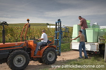 Vendange en Alsace (Grapes Harvest), Alsace, France - FR-ALS-0598 Vendange en Alsace (Grapes Harvest), Alsace, France - FR-ALS-0598