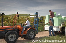 Vendange en Alsace (Grapes Harvest), Alsace, France - FR-ALS-0598