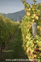 Vendange en Alsace (Grapes Harvest), Alsace, France - FR-ALS-0599