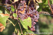 Vendange, raisin mur (Grapes with noble rot), Alsace, France - FR-ALS-0600 Vendange, raisin mur (Grapes with noble rot), Alsace, France - FR-ALS-0600