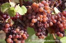 Vendange, raisin mur (Grapes with noble rot), Alsace, France - FR-ALS-0601