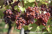 Vendange, raisin mur (Grapes with noble rot), Alsace, France - FR-ALS-0602 Vendange, raisin mur (Grapes with noble rot), Alsace, France - FR-ALS-0602