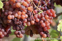 Vendange, raisin mur (Grapes with noble rot), Alsace, France - FR-ALS-0605