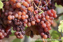 Vendange, raisin mur (Grapes with noble rot), Alsace, France - FR-ALS-0605 Vendange, raisin mur (Grapes with noble rot), Alsace, France - FR-ALS-0605