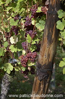 Vendange, Gewurtztraminer (Red Gewurztraminer grapes), Alsace, France - FR-ALS-0606