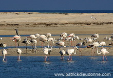 Greater Flamingo (Phoenicopterus ruber) - Flamant rose   10666