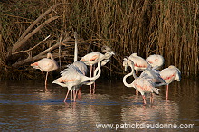 Greater Flamingo (Phoenicopterus ruber) - Flamant rose 10669 Greater Flamingo (Phoenicopterus ruber) - Flamant rose 10669