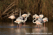 Greater Flamingo (Phoenicopterus ruber) - Flamant rose   10669