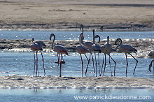 Greater Flamingo (Phoenicopterus ruber) - Flamant rose   10671