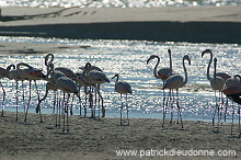 Greater Flamingo (Phoenicopterus ruber) - Flamant rose   10673