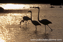 Greater Flamingo (Phoenicopterus ruber) - Flamant rose - 11008