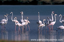 Greater Flamingo (Phoenicopterus ruber) - Flamant rose  11013