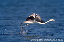 Greater Flamingo (Phoenicopterus ruber) - Flamant rose  11015