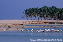 Greater Flamingo (Phoenicopterus ruber) - Flamant rose  11016