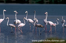 Greater Flamingo (Phoenicopterus ruber) - Flamant rose  11023