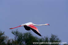 Greater Flamingo (Phoenicopterus ruber) - Flamant rose - 20321