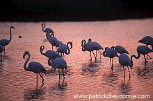 Greater Flamingo (Phoenicopterus ruber) - Flamant rose - 20325