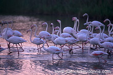 Greater Flamingo (Phoenicopterus ruber) - Flamant rose - 20327