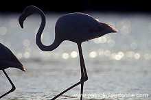 Greater Flamingo (Phoenicopterus ruber) - Flamant rose - 20328 Greater Flamingo (Phoenicopterus ruber) - Flamant rose - 20328