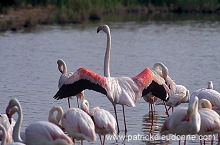 Greater Flamingo (Phoenicopterus ruber) - Flamant rose - 20329