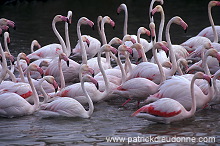 Greater Flamingo (Phoenicopterus ruber) - Flamant rose - 20330 Greater Flamingo (Phoenicopterus ruber) - Flamant rose - 20330