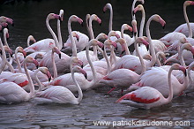 Greater Flamingo (Phoenicopterus ruber) - Flamant rose - 20330