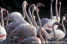 Greater Flamingo (Phoenicopterus ruber) - Flamant rose - 20332
