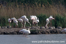 Greater Flamingo (Phoenicopterus ruber) - Flamant rose - 20334