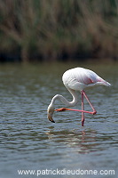 Greater Flamingo (Phoenicopterus ruber) - Flamant rose - 20335