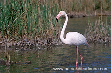 Greater Flamingo (Phoenicopterus ruber) - Flamant rose - 20336